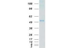 Validation with Western Blot