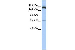 Western Blotting (WB) image for anti-Regulation of Nuclear Pre-mRNA Domain Containing 2 (RPRD2) antibody (ABIN2459862) (RPRD2 antibody)