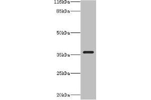 Western blot All lanes: CA13 antibody at 2 μg/mL + NIH/3T3 whole cell lysate Secondary Goat polyclonal to rabbit IgG at 1/10000 dilution Predicted band size: 30 kDa Observed band size: 36 kDa (CA13 antibody  (AA 1-262))