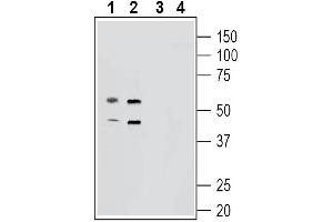 anti-G Protein-Coupled Receptor 139 (GPR139) (AA 204-217), (Intracellular) antibody