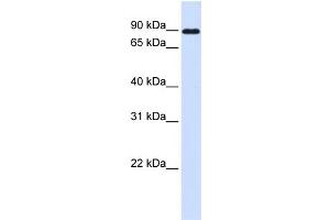 WB Suggested Anti-CDH24 Antibody Titration:  0.