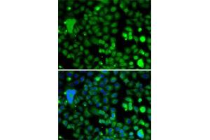Immunofluorescence analysis of A-549 cells using KLF9 antibody (ABIN6142927). (KLF9 antibody  (AA 1-150))