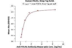 Immobilized Human FOLR1, Strep Tag (ABIN2181116,ABIN2181115,ABIN6810020) at 1 μg/mL (100 μL/well) can bind A Antibody,Mouse IgG1 with a linear range of 0. (FOLR1 Protein (AA 25-233) (Strep Tag))
