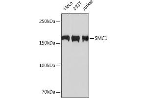 Western blot analysis of extracts of various cell lines, using SMC1 Rabbit mAb (ABIN7270614) at 1:1000 dilution. (SMC1A antibody)
