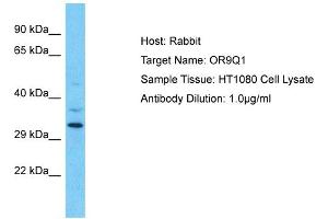 Host: Rabbit Target Name: OR9Q1 Sample Type: HT1080 Whole Cell lysates Antibody Dilution: 1. (OR9Q1 antibody  (C-Term))