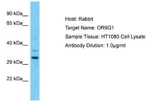 Host: Rabbit Target Name: OR9Q1 Sample Type: HT1080 Whole Cell lysates Antibody Dilution: 1.
