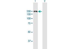 Western Blot analysis of LAMB1 expression in transfected 293T cell line by LAMB1 MaxPab polyclonal antibody.