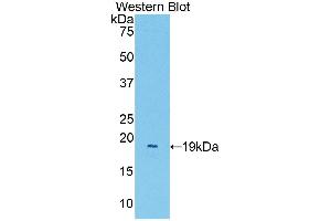 Western Blotting (WB) image for Platelet/endothelial Cell Adhesion Molecule (PECAM1) ELISA Kit (ABIN6720561)