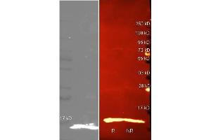 Western Blot of Rabbit anti-Lysozyme antibody. (LYZ antibody  (AA 1-129))