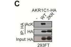 Western Blotting (WB) image for anti-Dihydrodiol Dehydrogenase (DDH) antibody (ABIN2856139)