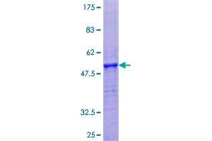 PROC Protein (AA 1-166) (GST tag)