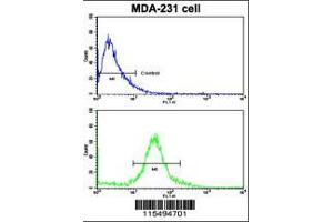 Flow cytometric analysis of MDA-231 cells using TIMP1 Antibody (N-term)(bottom histogram) compared to a negative control cell (top histogram).