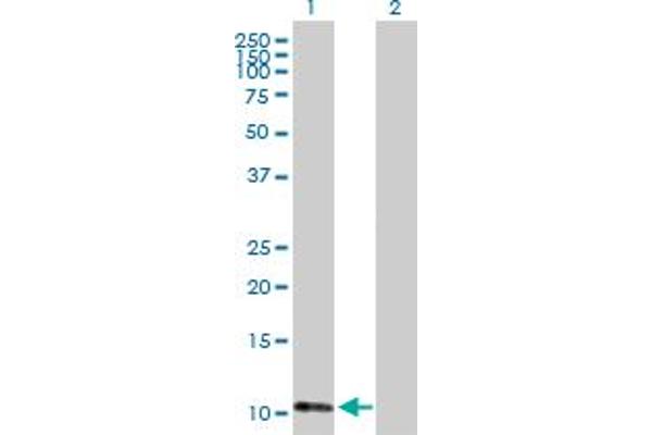 ATPase Inhibitory Factor 1 antibody  (AA 1-106)
