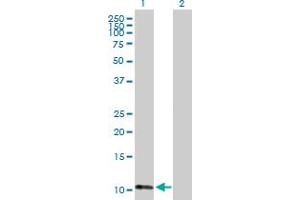 Western Blot analysis of ATPIF1 expression in transfected 293T cell line by ATPIF1 MaxPab polyclonal antibody. (ATPase Inhibitory Factor 1 antibody  (AA 1-106))