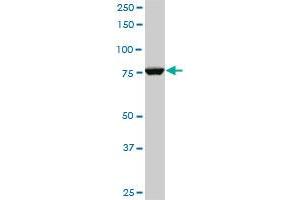 CPSF3 monoclonal antibody (M06), clone 1H8. (CPSF3 antibody  (AA 585-684))