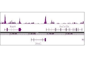 Histone H3R8me2a antibody (pAb) tested by ChIP-Seq. (Histone 3 antibody  (2meArg8 (asymetric)))