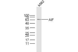 Western Blotting (WB) image for anti-Apoptosis-Inducing Factor, Mitochondrion-Associated, 1 (AIFM1) (AA 131-230) antibody (ABIN724010)