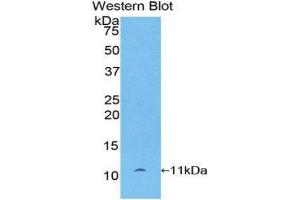 Western Blotting (WB) image for anti-Pro-Platelet Basic Protein (Chemokine (C-X-C Motif) Ligand 7) (PPBP) (AA 46-107) antibody (ABIN3201386) (CXCL7 antibody  (AA 46-107))