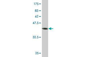 Western Blot detection against Immunogen (40.