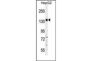 Western blot analysis of PALB2 Antibody (Center) in HepG2 cell line lysates (35ug/lane).