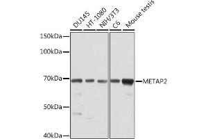 Western blot analysis of extracts of various cell lines, using MET Rabbit mAb (ABIN7268490) at 1:1000 dilution. (METAP2 antibody)
