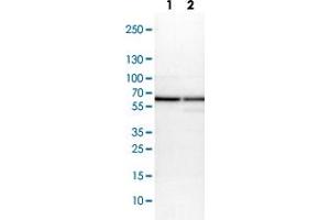 Western blot analysis of Lane 1: NIH-3T3 cell lysate (Mouse embryonic fibroblast cells) Lane 2: NBT-II cell lysate (Rat Wistar bladder tumour cells) with PDIA3 polyclonal antibody  at 1:100-1:250 dilution. (PDIA3 antibody)