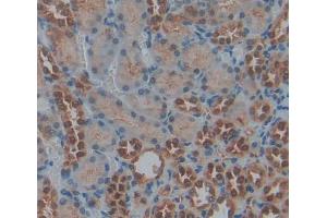 Used in DAB staining on fromalin fixed paraffin- embedded kidney tissue (PRKX antibody  (AA 49-358))