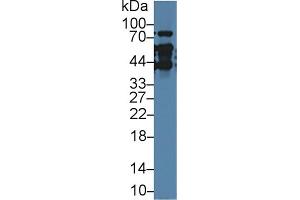 Western Blotting (WB) image for anti-Thymopoietin (TMPO) (AA 1-243) antibody (ABIN1871672)