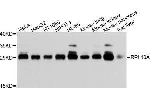 Western blot analysis of extracts of various cell lines, using RPL10A antibody (ABIN1876954) at 1:1000 dilution. (RPL10A antibody)