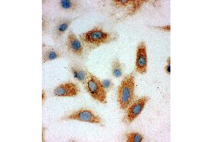 Anti-P cadherin antibody, ICC ICC: A549 Cell (P-Cadherin antibody  (Middle Region))