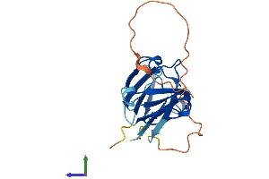 AlphaFold protein structure predicition of Human Recombinant CRYGN Protein, UniprotID Q8WXF5