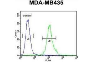 Flow cytometric analysis of MDA-MB435 cells using MS4A4A Antibody (N-term) Cat. (MS4A4A antibody  (N-Term))
