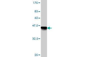 Western Blot detection against Immunogen (40. (GEMIN7 antibody  (AA 1-131))