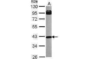 WB Image Sample (30 ug of whole cell lysate) A: NT2D1 10% SDS PAGE antibody diluted at 1:1000