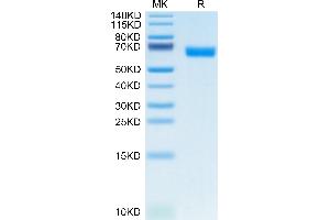 Mouse CLEC-1 on Tris-Bis PAGE under reduced condition. (CLEC1A Protein (AA 73-269) (Fc Tag))