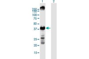 Western Blot analysis of KCNA2 expression in transfected 293T cell line by KCNA2 MaxPab polyclonal antibody.