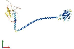 AlphaFold protein structure predicition of Mouse Recombinant Becn1 Protein, UniprotID O88597 (Beclin 1 Protein (AA 1-448) (His tag))