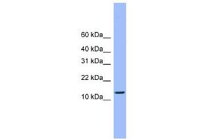 WB Suggested Anti-ATP5H Antibody Titration: 0. (ATP5H antibody  (C-Term))