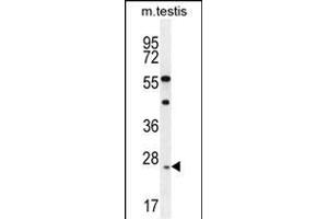 ROPN1L Antibody (N-term) (ABIN655789 and ABIN2845219) western blot analysis in mouse testis tissue lysates (35 μg/lane).