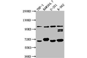 Western Blot Positive WB detected in: THP-1 whole cell lysate, RAW264. (Recombinant TLR5 antibody)