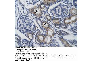 Human kidney (TRIM68 antibody  (Middle Region))