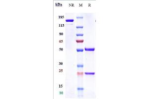 Anti-PDCD1 / PD-1 / CD279 Reference Antibody (camrelizumab) on SDS-PAGE under reducing (R) condition. (Recombinant PDCD1 (Camrelizumab Biosimilar) antibody)