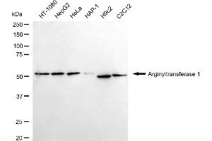 anti-Arginyltransferase 1 (ATE1) antibody