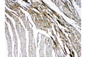 IHC testing of FFPE mouse heart tissue with GJC1 antibody at 1ug/ml. (GJC1 antibody  (AA 91-131))