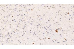 Detection of HRG in Rat Cerebrum Tissue using Monoclonal Antibody to Histidine Rich Glycoprotein (HRG) (HRG antibody  (AA 19-525))
