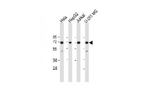 Western Blot at 1:1000 dilution Lane 1: Hela whole cell lysate Lane 2: HepG2 whole cell lysate Lane 3: Jurkat whole cell lysate Lane 4: U-251 MG whole cell lysate Lysates/proteins at 20 ug per lane. (FUBP1 antibody  (AA 240-268))