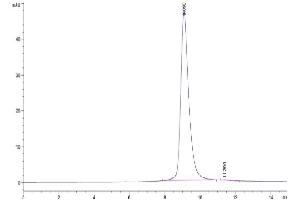 The purity of Cynomolgus NKG2D is greater than 95 % as determined by SEC-HPLC. (KLRK1 Protein (AA 73-216) (His tag))