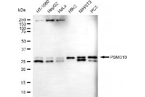 Western blotting analysis using PSMB10 antibody (ABIN7800961).