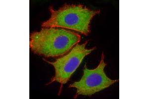 Immunofluorescence (IF) image for anti-Complement Factor H (CFH) (AA 751-780) antibody (ABIN654896)