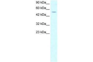 Western Blotting (WB) image for anti-EVX1 (EVX1) antibody (ABIN2463825) (EVX1 antibody)